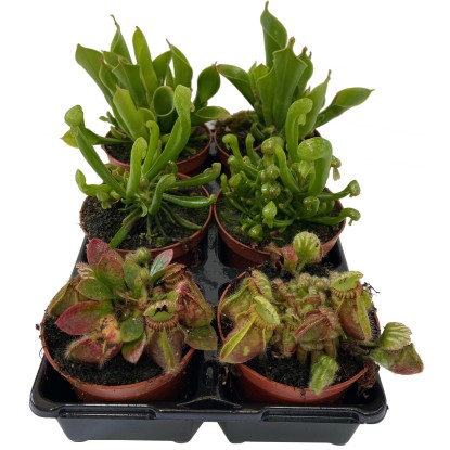 Masožravé rostliny, různé druhy, pr. květináče cca 9 cm