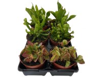 Masožravé rostliny, různé druhy, pr. květináče cca 9 cm