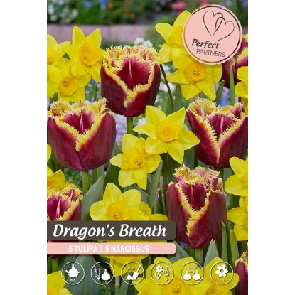 Tulipán/Narcis "Dragon´s Breath" mix