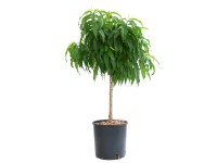 GROW by OBI Nektarinka (Prunus nucipersica) GROW by OBI Nektarinka (Prunus nucipersica)