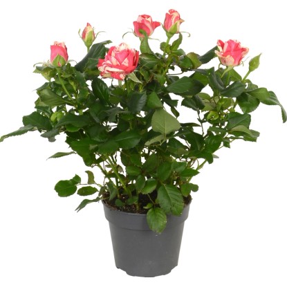 Pokojová růže "Imola" dvoubarevná červená/bílá pr. květináče cca 13 cm
