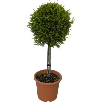 OBI Cypřišovec Leylandův "Castlewelland Gold" výška cca 65 cm květináč cca 9 l