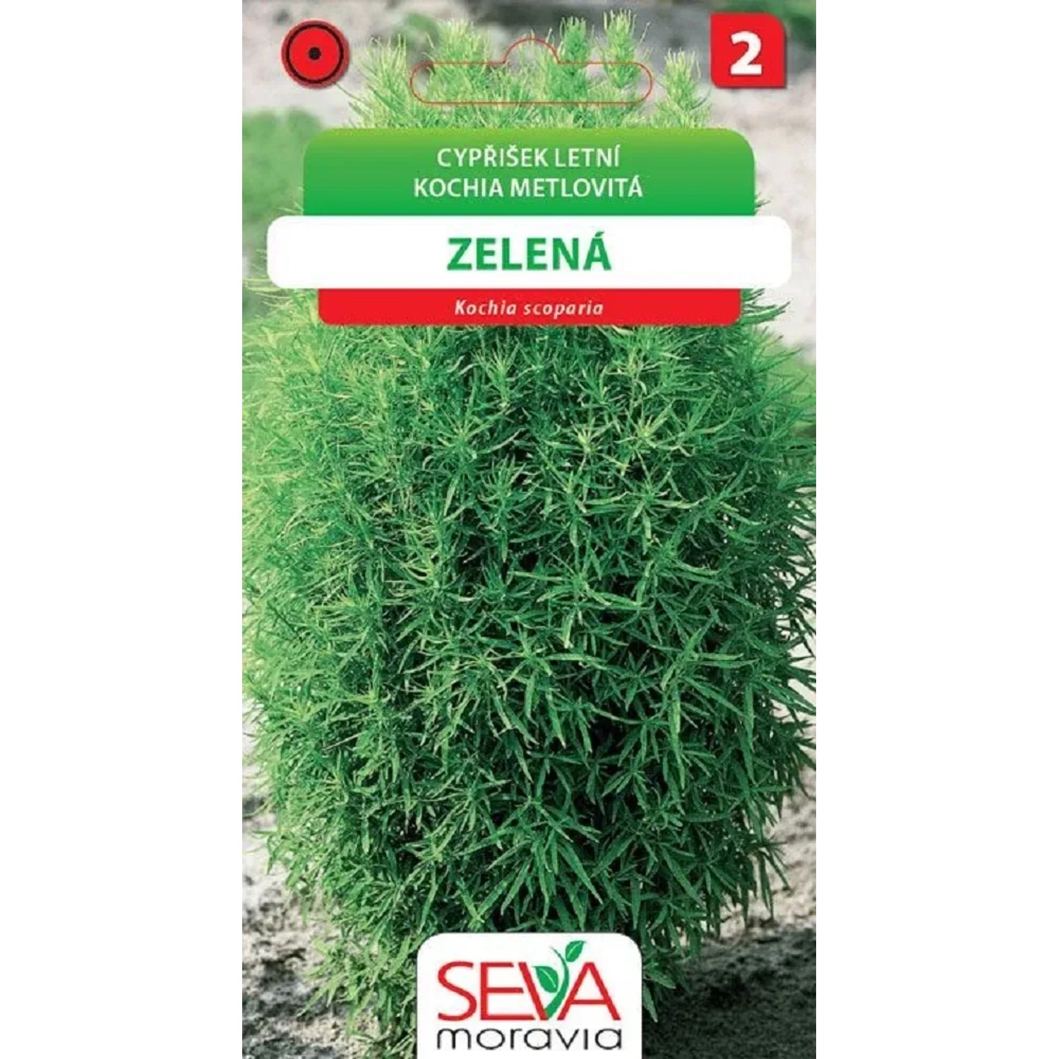 Semínka Cipřišek letní Zelená (Kochia scoparia)