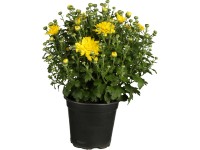 Chryzantéma průměr květináče cca 13 cm Chrysanthemum indicum