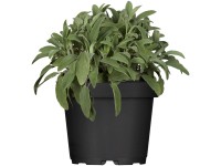 Šalvěj lékařská modrá průměr květináče cca 12 cm