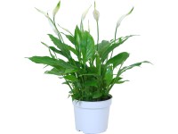 GROW by OBI Lopatkovec GROW by OBI Lopatkovec