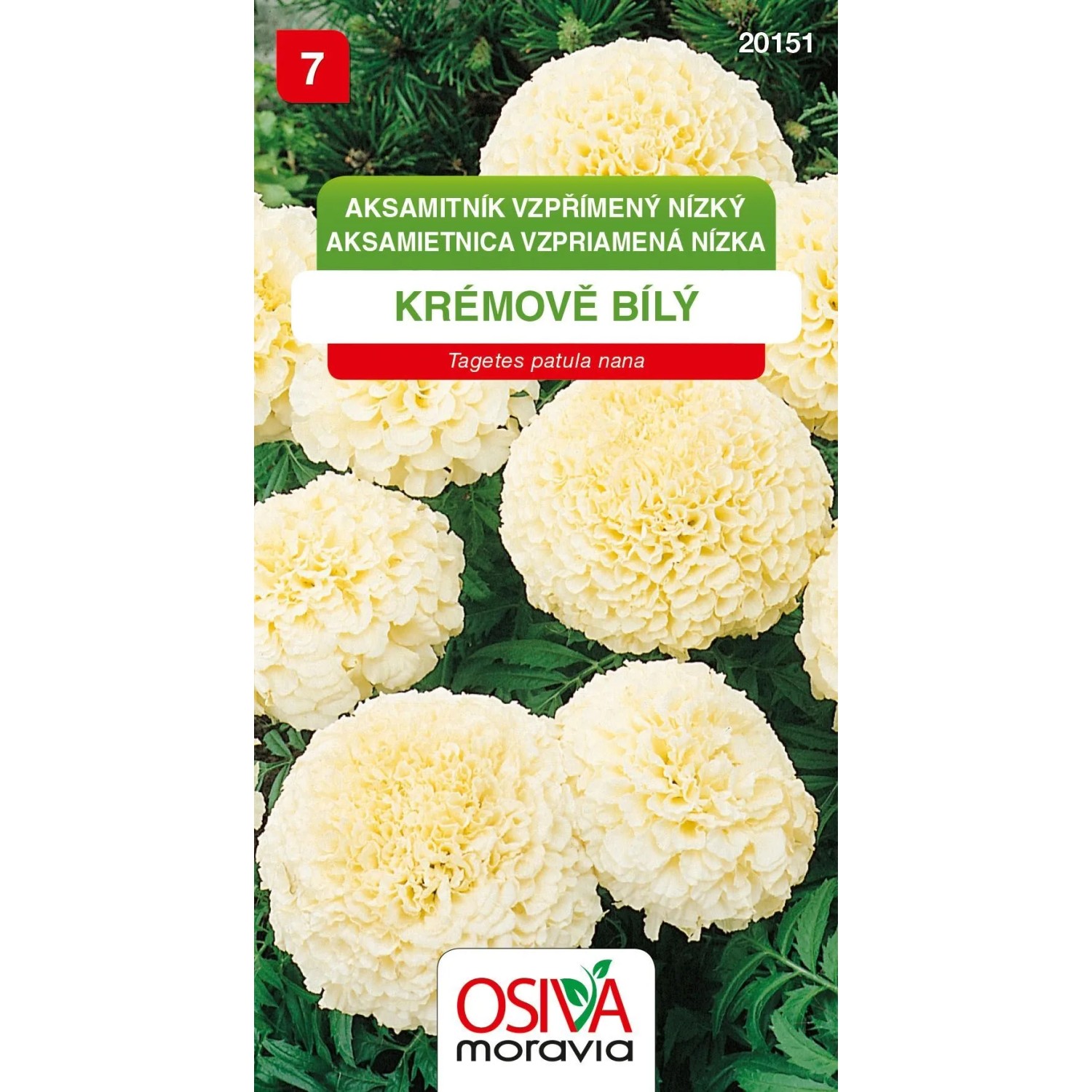 OSIVA Moravia Aksamitník vzpřímený nízký - krémově bílý (Tagetes patula nana)