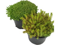 OBI Rozchodník ostrý zelený průměr květináče cca 12 cm Sedum OBI Rozchodník ostrý zelený průměr květináče cca 12 cm Sedum