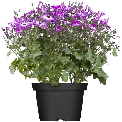 Royal Lemkes Starček krvavý (Senecio cruentus) "Senetti Mag Bicolor" pr. 15 cm