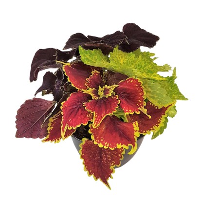 Africká kopřiva (Coleus blumei) Trio, pr. kv. cca 13 cm
