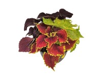 Africká kopřiva (Coleus blumei) Trio, pr. kv. cca 13 cm Africká kopřiva (Coleus blumei) Trio, pr. kv. cca 13 cm
