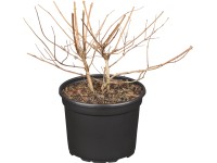GROW by OBI Trojpuk (Deutzia) 