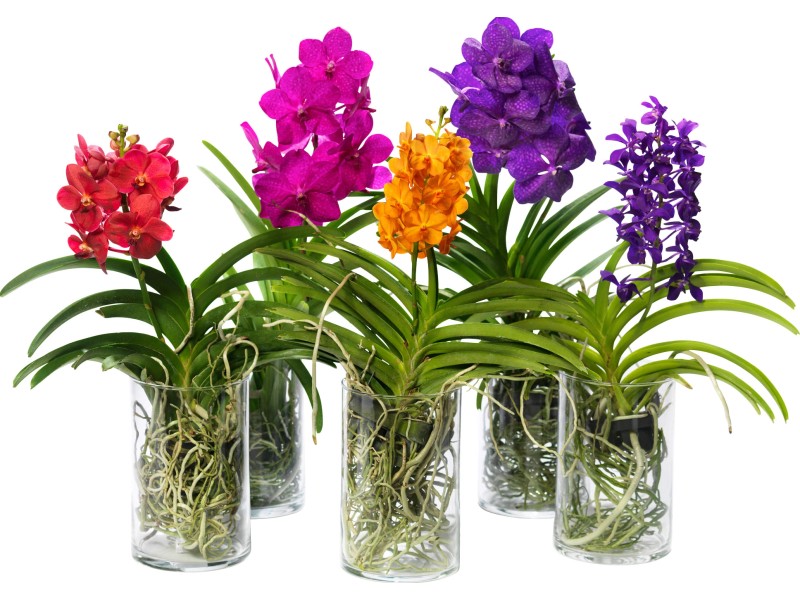Orchidej Vanda Prodej