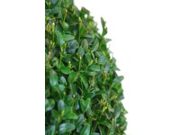 Zimostráz (Buxus sempervirens), pr. cca 20 cm, květináč 3 l Zimostráz (Buxus sempervirens), pr. cca 20 cm, květináč 3 l