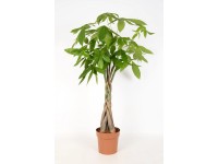 Pachira vodní výška cca 90-95 cm průměr květináče 19 cm Pachira vodní výška cca 90-95 cm průměr květináče 19 cm