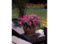 Barvínkovec (Catharanthus) různé barvy v keramickém květináči 13 cm