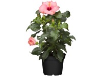 Ibišek čínská růže Cato (Hibiscus rosa-sinensis), výška 30-40 cm, pr.kv. 13 cm