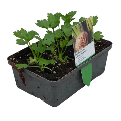 Landgard Miřík celer (Apium graveolens) 6 ks v misce