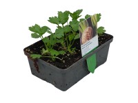 Landgard Miřík celer (Apium graveolens) 6 ks v misce