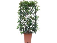 GROW by OBI Blýskavka Fraserova (Photinia fraseri) GROW by OBI Blýskavka Fraserova (Photinia fraseri)