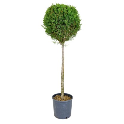 GROW by OBI Cypřišovec Leylandův (Cupressocyparis leylandii) výška 120 cm, 15 l