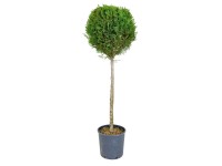 GROW by OBI Cypřišovec Leylandův (Cupressocyparis leylandii) výška 120 cm, 15 l
