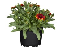 GROW by OBI Kokarda osinatá (Gaillardia aristata) pr. květináče 13 cm