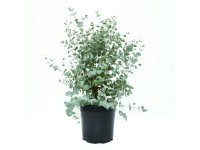 GROW by OBI Blahovičník cinerea (Eucalyptus cinera) cca výška 20 cm, 3 l