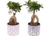 Bonsaj fíkusu Ginseng v keramickém obalu na květináč, různé druhy, pr. cca 35 cm