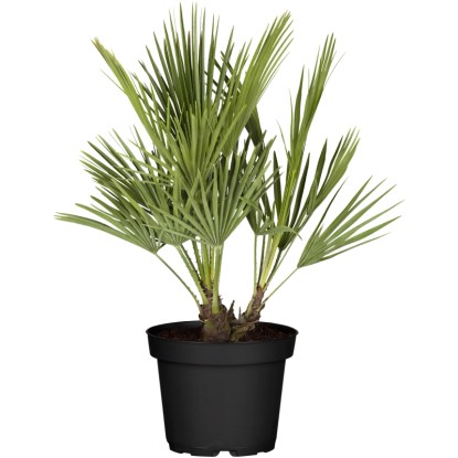Žumara nízká (Chamaerops humilis), 50-60 cm, pr. kv. 20 cm