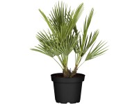 Žumara nízká (Chamaerops humilis), 50-60 cm, pr. kv. 20 cm