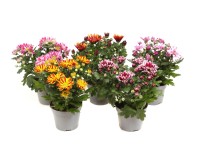Listopadka indická (Chrysanthemum ind.) Listopadka indická (Chrysanthemum ind.)