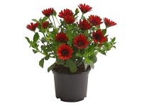 Q-Flower Záhonové rostliny různé druhy červené cca pr. 12 cm