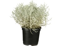 Krásnohlávek průměr květináče cca 9 cm Calocephalus