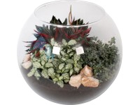 Aranžmá zelených rostlin ve skleněné kouli průměr květináče cca 28 cm