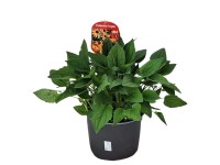 Třapatka zářivá (Rudbeckia fulgida), pr. kv. cca 23 cm