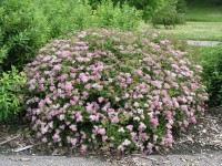 OBI Tavolník (Spiraea) 