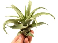 Tillandsie různé odrůdy výška cca 4 cm Tillandsia Tillandsie různé odrůdy výška cca 4 cm Tillandsia