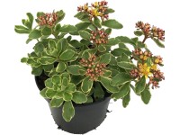 OBI Rozchodník ostrý vícebarevný průměr květináče cca 12 cm Sedum OBI Rozchodník ostrý vícebarevný průměr květináče cca 12 cm Sedum