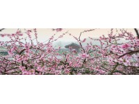 Bondecor Obraz, tištěné plátno Flora 50 x 150 cm