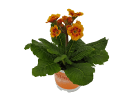 Prvosenka vyšší s krásným květenstvím, pr. 11 CM