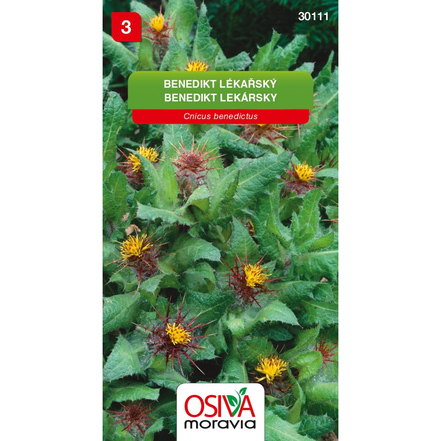 Semínka Benedikt lékařský (Cnicus benedictus)