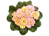 GROW by OBI Prvosenka bezlodyžná (Primula acaulis) 