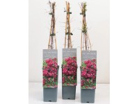 Plamének (Clematis viticella) 