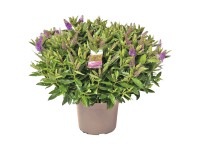 Hebe Andersonova (Hebe andersonii) zelenožlutá 40 cm, pr. 23 cm