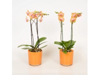 Orchidej motýlokvětá ve skleněné nádobě průměr nádoby cca 12 cm