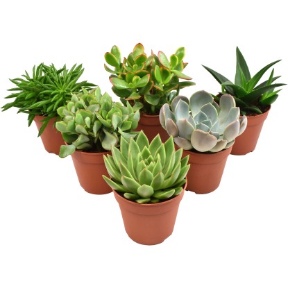 Směs sukulentů