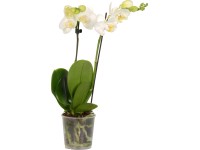 GROW by OBI Orchidej Phalaenopsis bílá 2výhonková průměr květináče cca 9 cm
