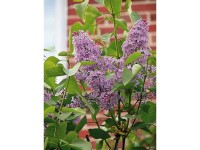 OBI Šeřík obecný (Syringa vulgaris), výška až 2 m