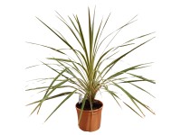 Dračinka jižní (Cordyline australis) 